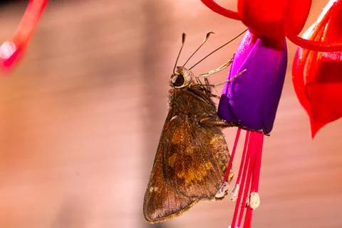 Argentinian jumping butterfly Stock Photos