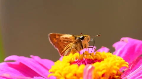 Argentinian jumping butterfly sucking nectar on a purple zinnia flower Video stock 280363648
