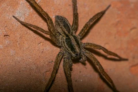 Argentinian jumping spider on a red wall 库存照片
