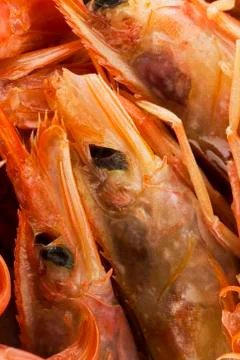 Argentinian king prawns Stock Photos