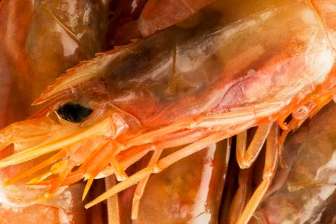 Argentinian king prawns Stock Photos