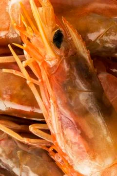 Argentinian king prawns Stock Photos