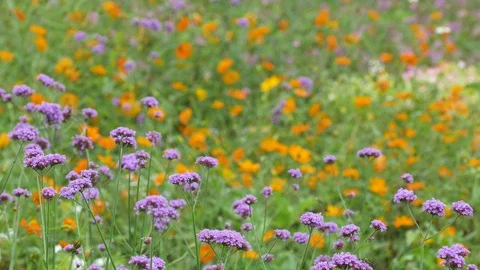 Argentinian vervain flower bed Stock Footage 91019186