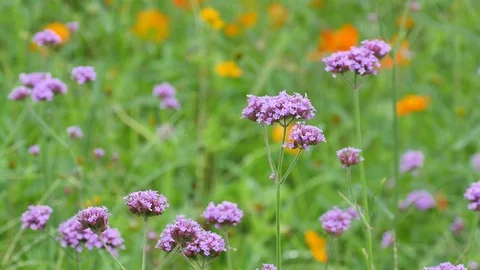 Argentinian vervain shaking with wind Stock Footage 91019161