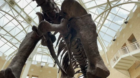 Argentinosaurus Bones In Museum 動画素材 169059318