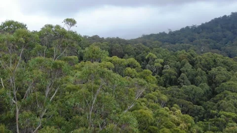 Argents Hill, lush forest, Nambucca Valley in New South Wales, Australia Stock Footage 300301528