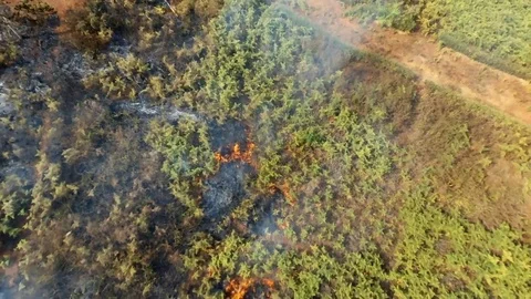 Argil forest Stock Footage 80560505