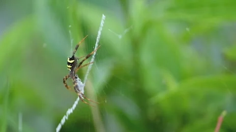 Argiope amoena spider Video stock 270539393