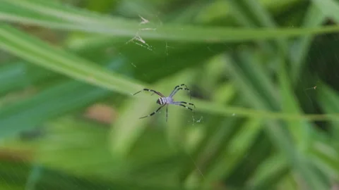 Argiope Anasuja on web of spider Stock Footage 245448895