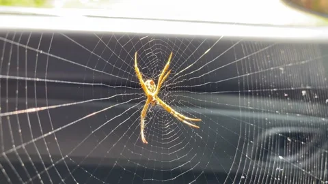 Argiope appensa is an orb-weaving spider belonging to the family Araneidae. Stock Footage 168143545