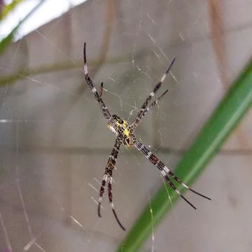 Argiope appensa spider on its web Stock Photos