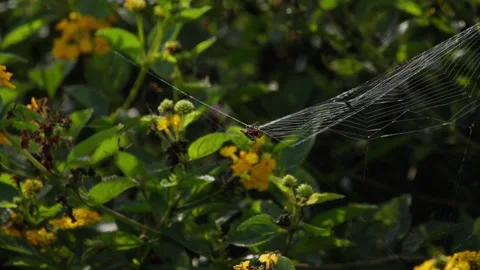 Argiope argentata garden spider in side profile suspended on its web, slowly Stock Footage 334573959