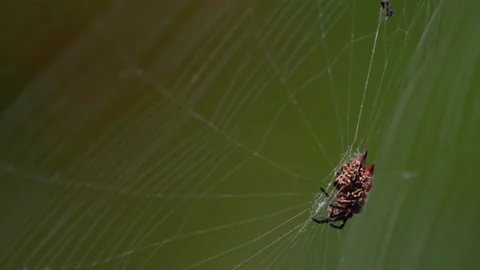 Argiope argentata garden spider in side profile facing camera on a diagonal Stock Footage 334591575