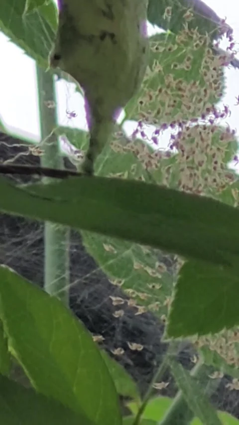Argiope argentata spiderlings emerging from egg sac | Macro nature footage Stock-Footage 342393534