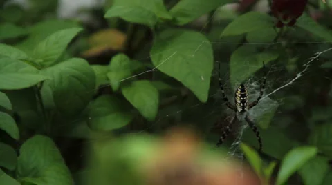 Argiope Aurantia Stock Footage 1060982