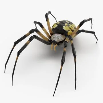 Argiope Aurantia or Yellow Garden Spider 3D Model