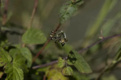 Argiope aurantia Stock Photos