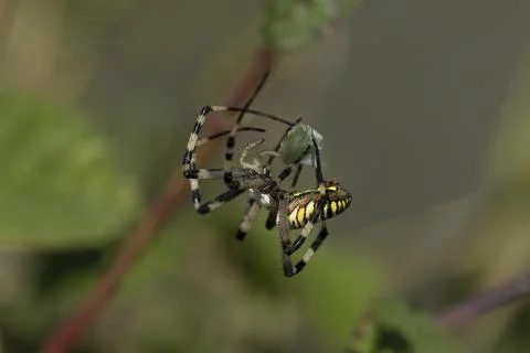 Argiope aurantia Stock Photos