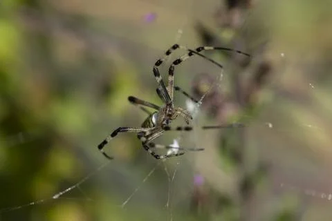 Argiope aurantia Stock Photos