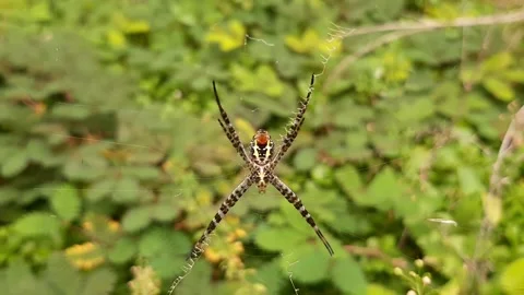 Argiope bruennichi Stock Footage 237614310