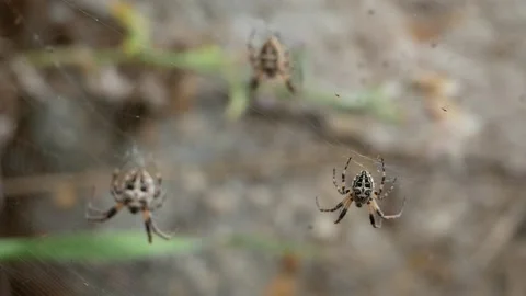 Argiope bruennichi, wasp spider, Spain Видео 234315212