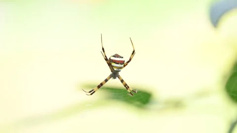 Argiope keyserlingi spider. Stock Footage 334828865