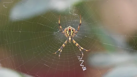 Argiope keyserlingi spider. Stock Footage 334828877