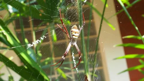 Argiope keyserlingi Spider on web Video stock 149555107