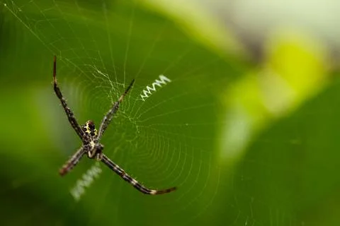 Argiope Orb Weaver Spider on Web in Tropical Garden Foto stock