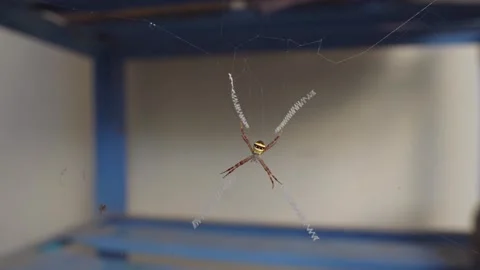 Argiope Signature Spider on Orb Web with White Cross Stabilimentum, Smooth Stock Footage 345725760