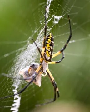 Argiope Spider and Web Stock Photos