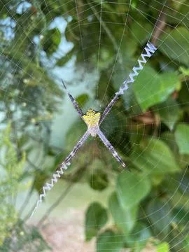 Argiope Spider Centered in Orb Web with White Zig-Zag Silk Fotos de archivo