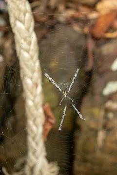 Argiope Spider with Distinctive Zigzag Web Pattern in Nature Stock Photos