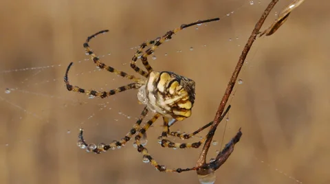 Argiope Spider Stock Footage 35685405