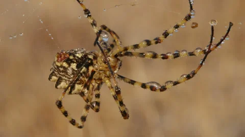 Argiope Spider Stock Footage 35685645