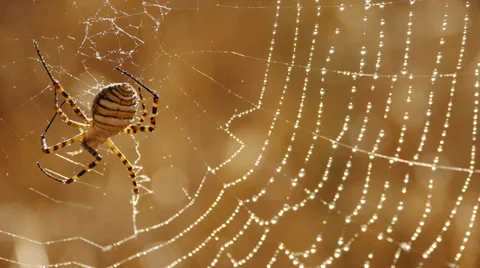 Argiope Spider Stock Footage 35687528