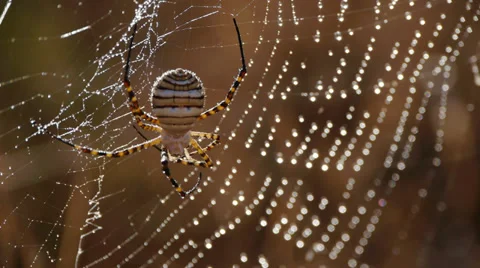 Argiope Spider Stock Footage 35687842