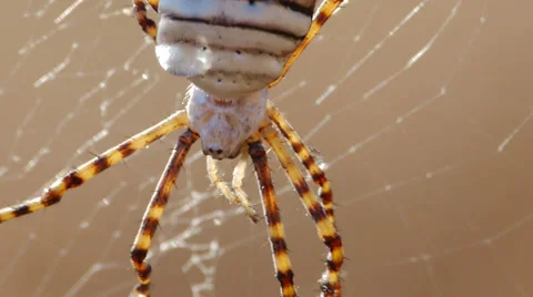 Argiope Spider Stock Footage 35687896