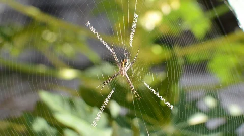 Argiope Spider Stock Footage 38114997