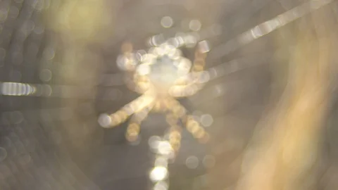 Argiope spider Stock Footage 104448311