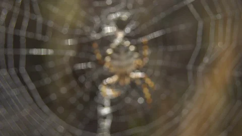 Argiope spider Stock Footage 104448551