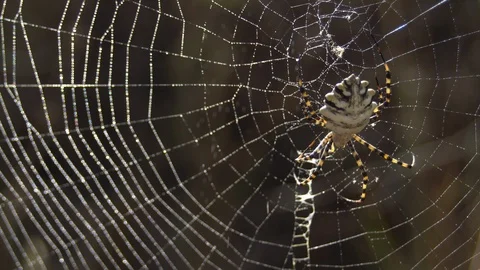 Argiope spider Stock Footage 104448590