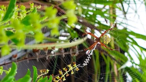 Argiope spider in orb web capturing insect prey, macro view Foto stock
