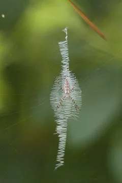 Argiope spider , Stock Photos