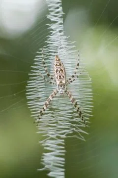 Argiope spider , Stock Photos
