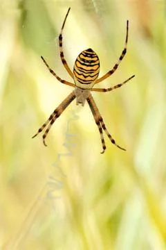 Argiope spider Stock Photos
