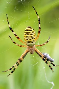 Argiope spider Stock Photos