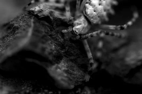 Argiope Spider Stock Photos