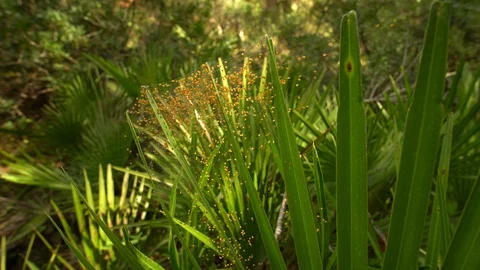 Argiope spider pups Stock Footage 111734295