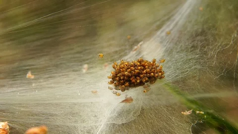 Argiope spider pups Stock Footage 112349720